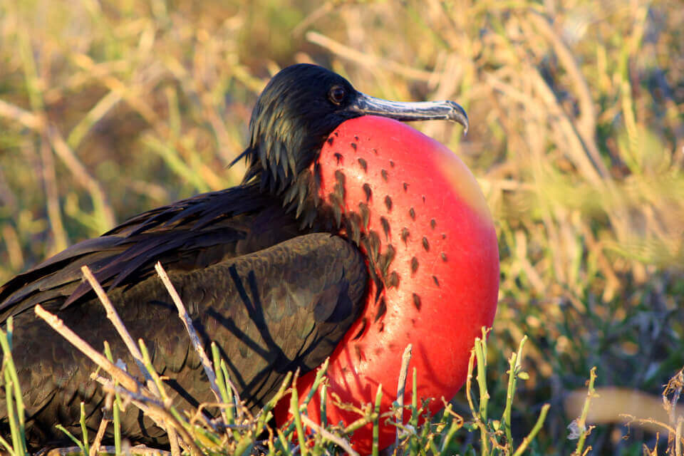 galapagos frigatebird with inflated red gular sac
