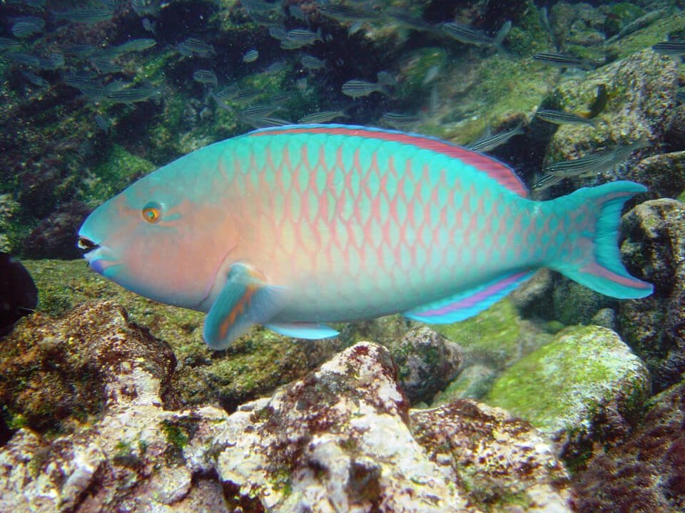 blue-chin parrot fish