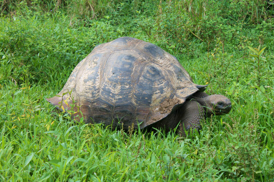 Galapagos iconic species: Giant tortoise