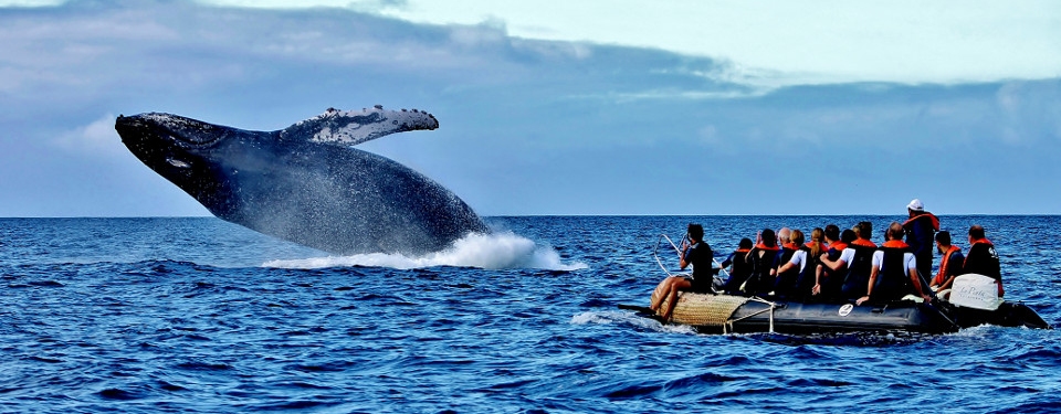Galapagos humpback whale