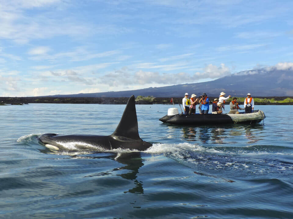 Orca floating through the Galapagos islands