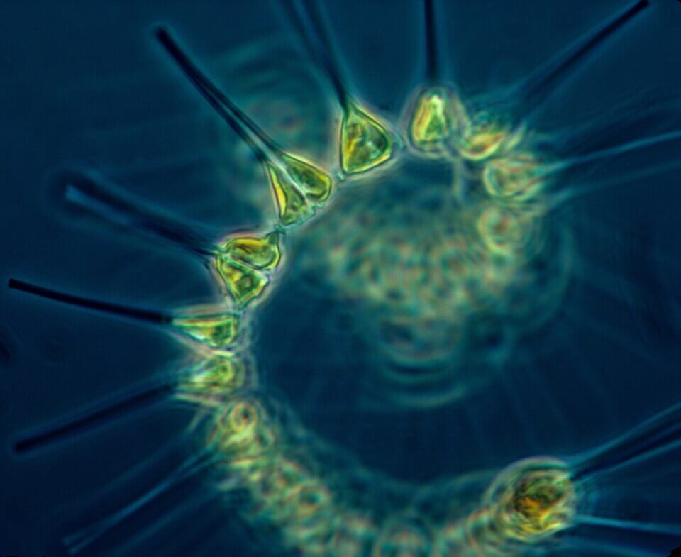 Phytoplanton is the foundation of oceanic food chain