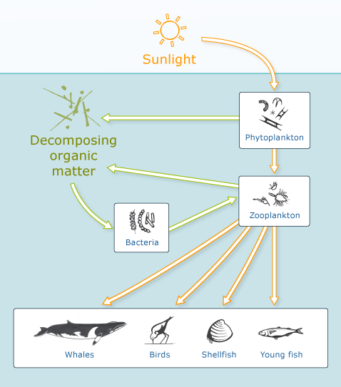 galapagos marine food chain