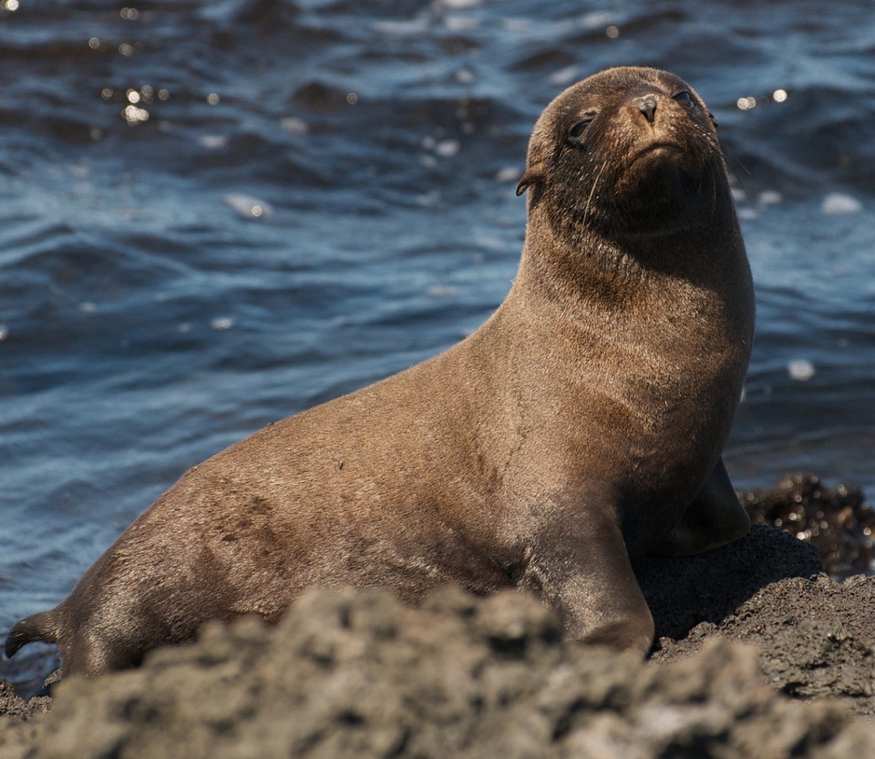 Mating season: Galapagos fur sea lion
