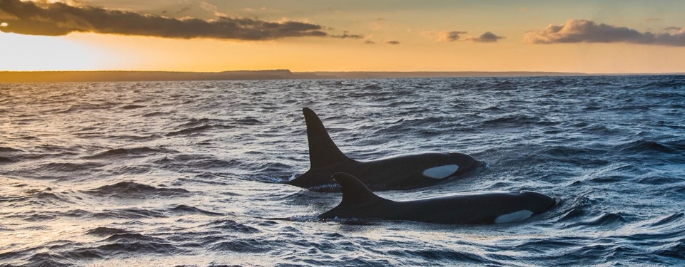 Large pod of orcas in the Galapagos