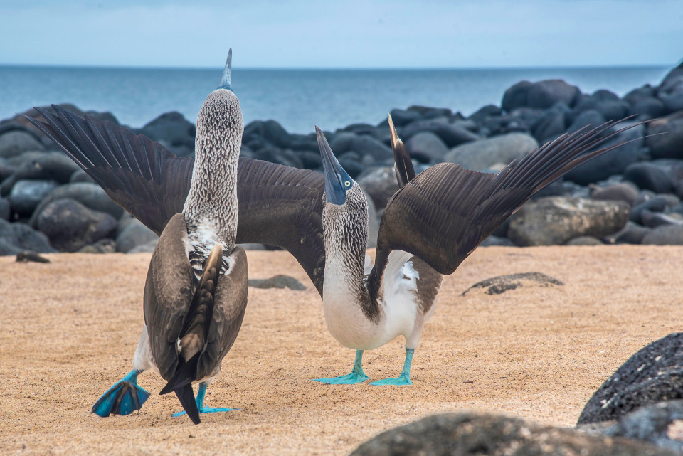 Blue Footed Boobies Courtship Dance