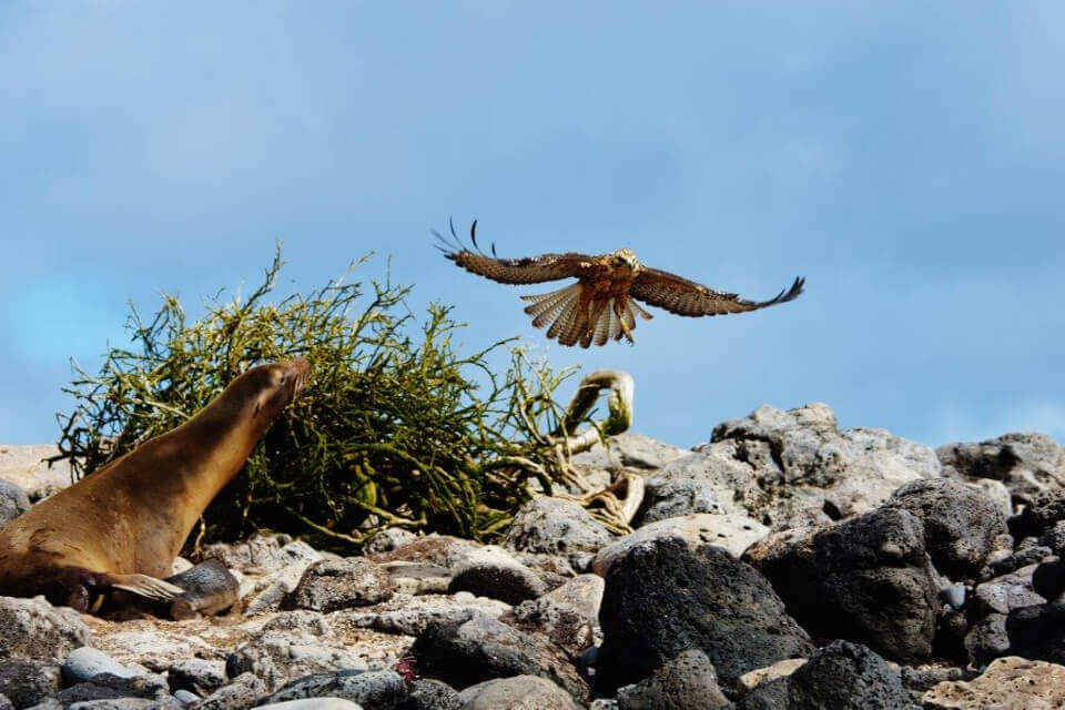 mother sea lion vs. hawks galapagos wow