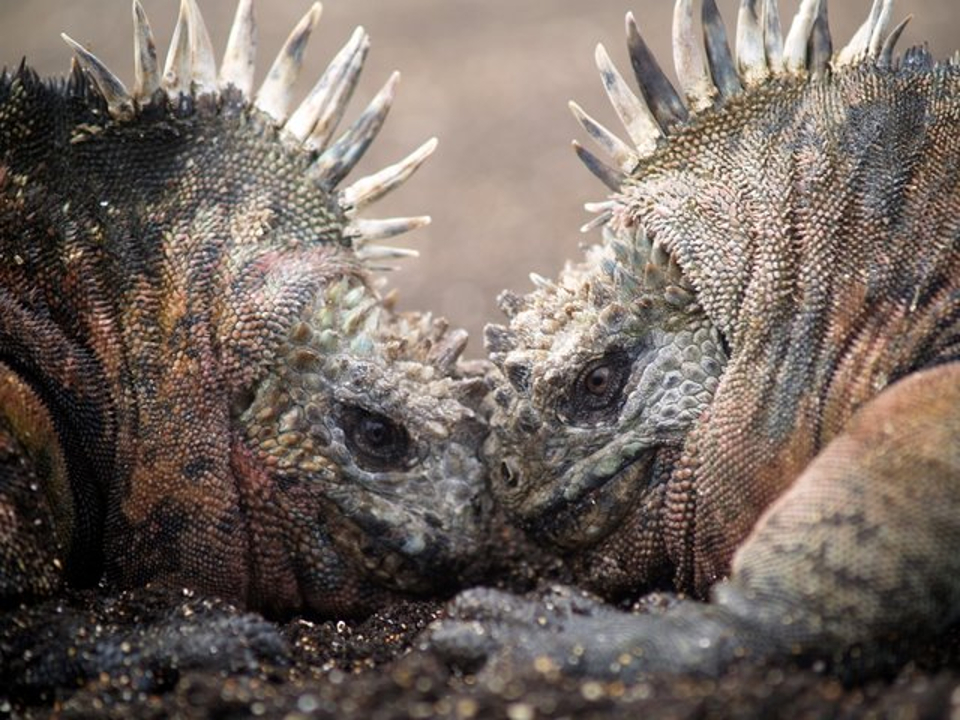 Duel of marine iguanas