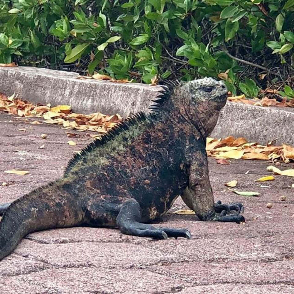 Marine iguanas in the Galapagos islands