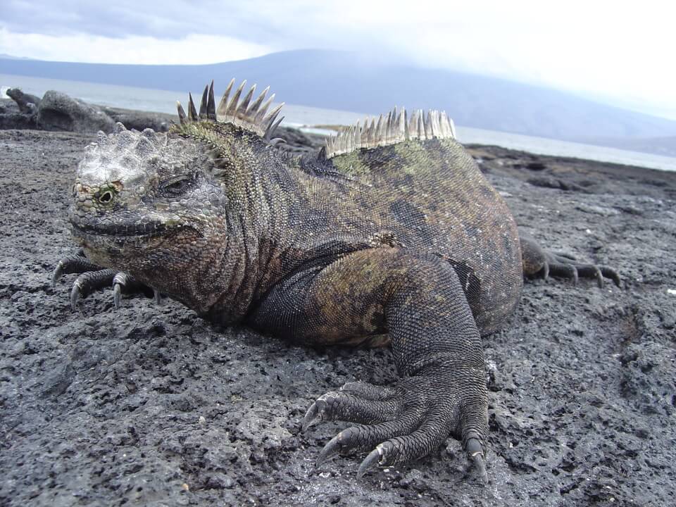 Mating season of marine iguanas in Punta Espinoza