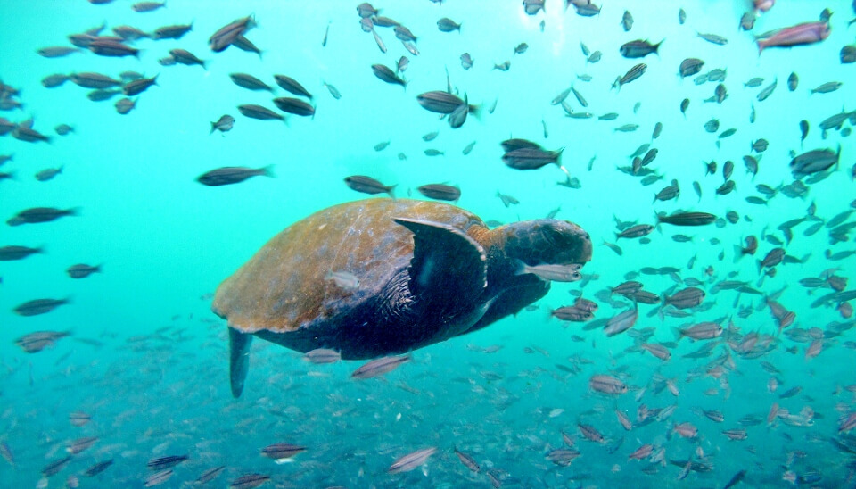 Tortoise swimming at Punta Vicente Roca