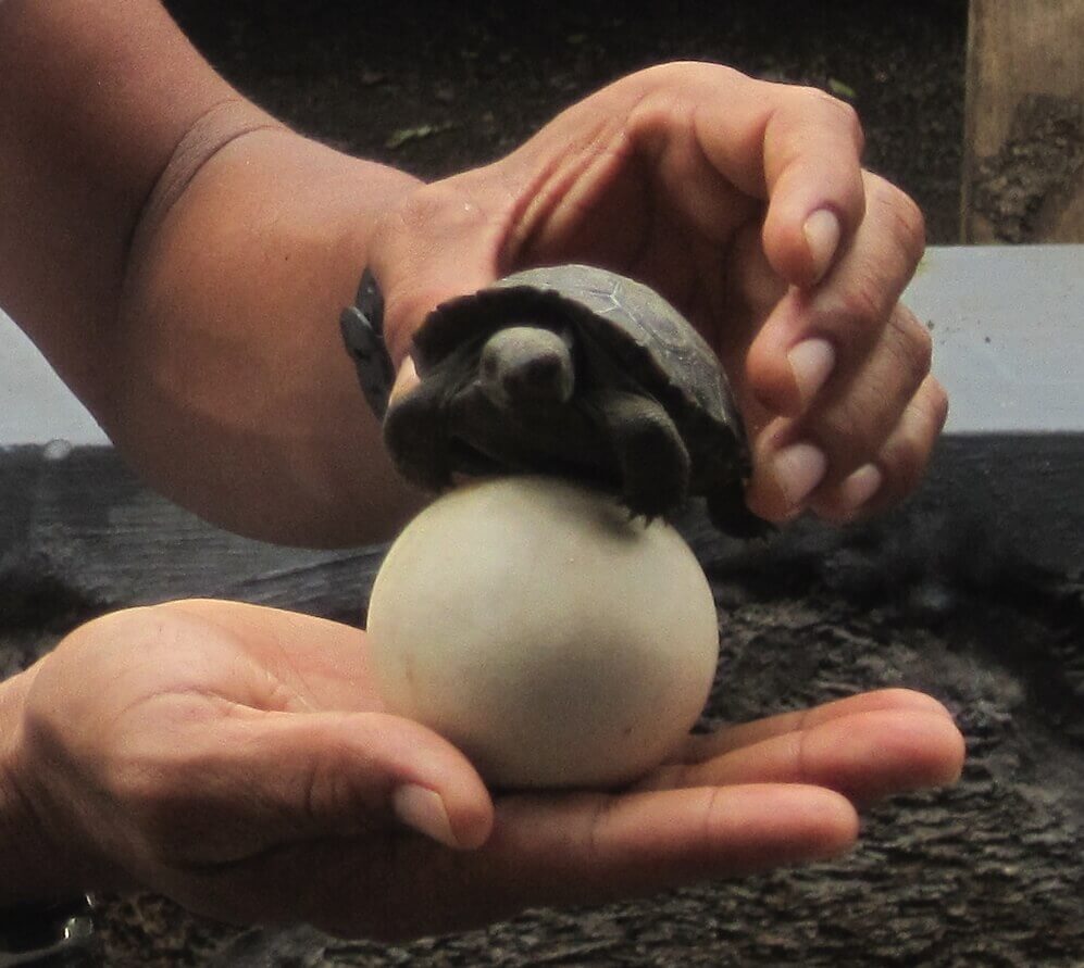 Giant tortoise egg