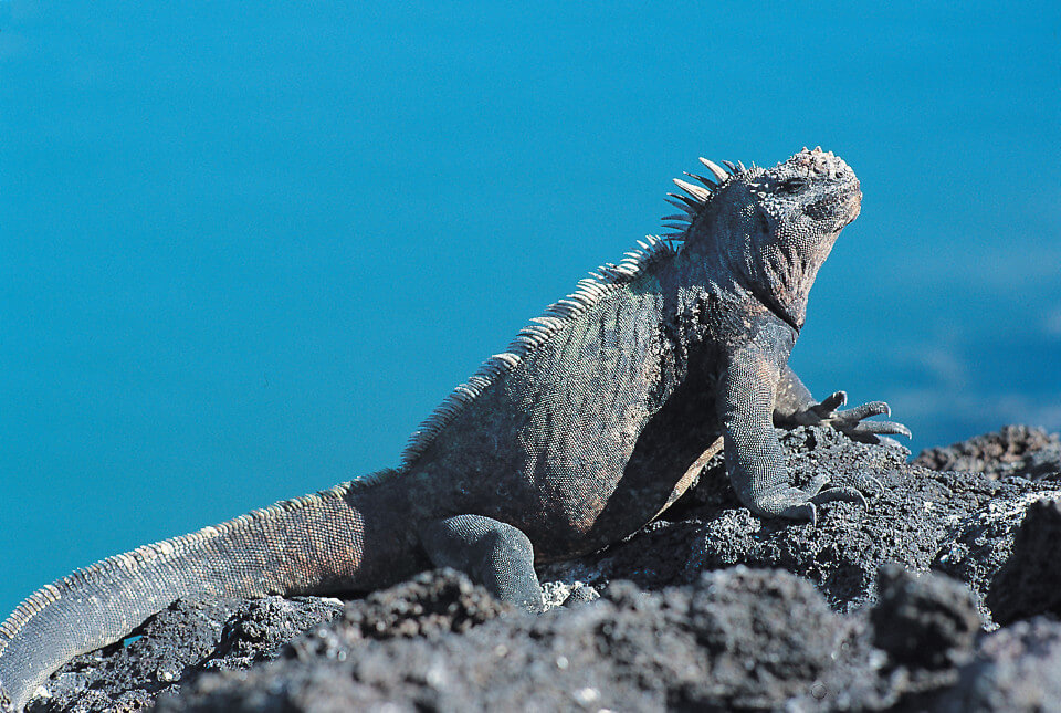 Marine iguana from the Galapagos islands