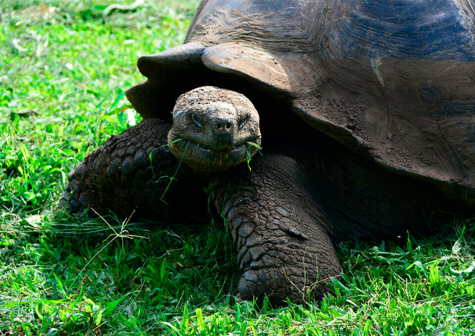 Giant tortoise from Southern Isabela island