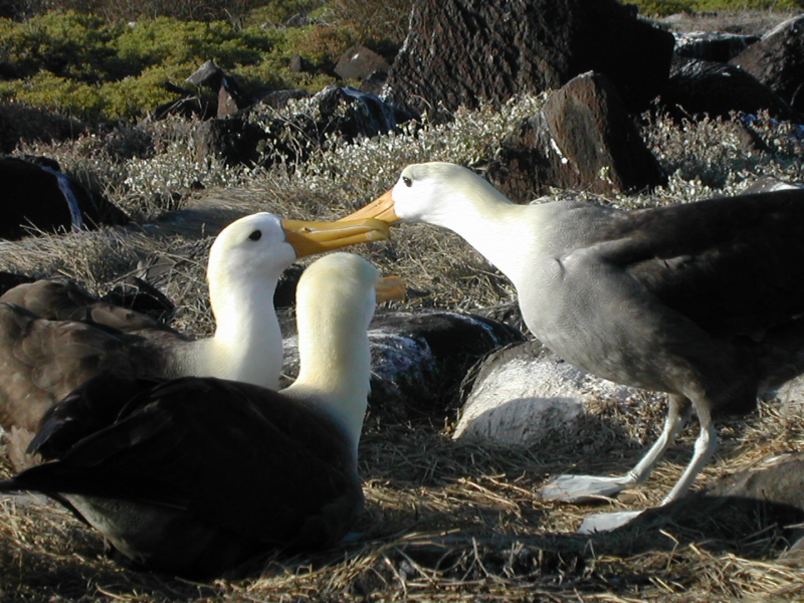 Galapagos islands albatross