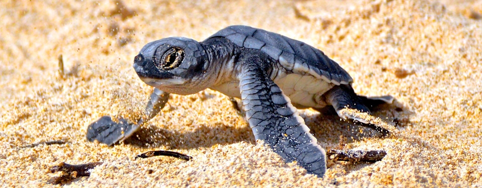 Galapagos green sea turtle hatching