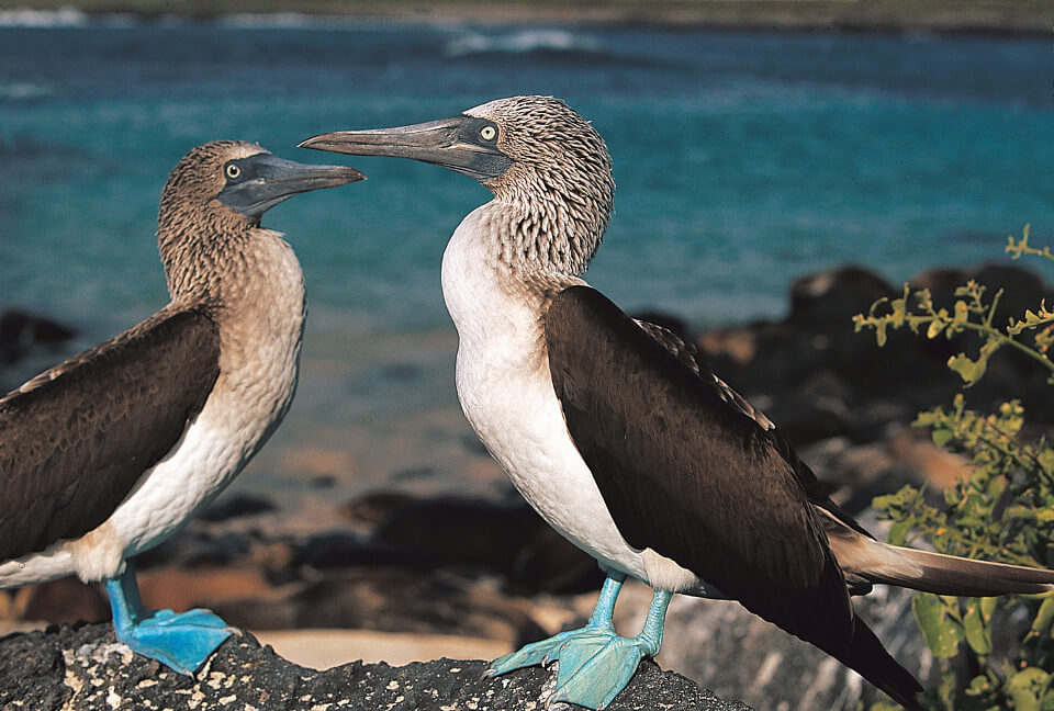 Galapagos blue footed boobies