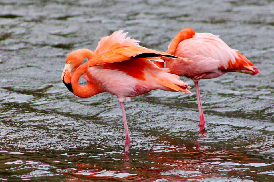Flamingos of the Galapagos islands