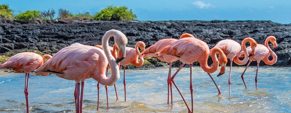 Galapagos islands flamingos