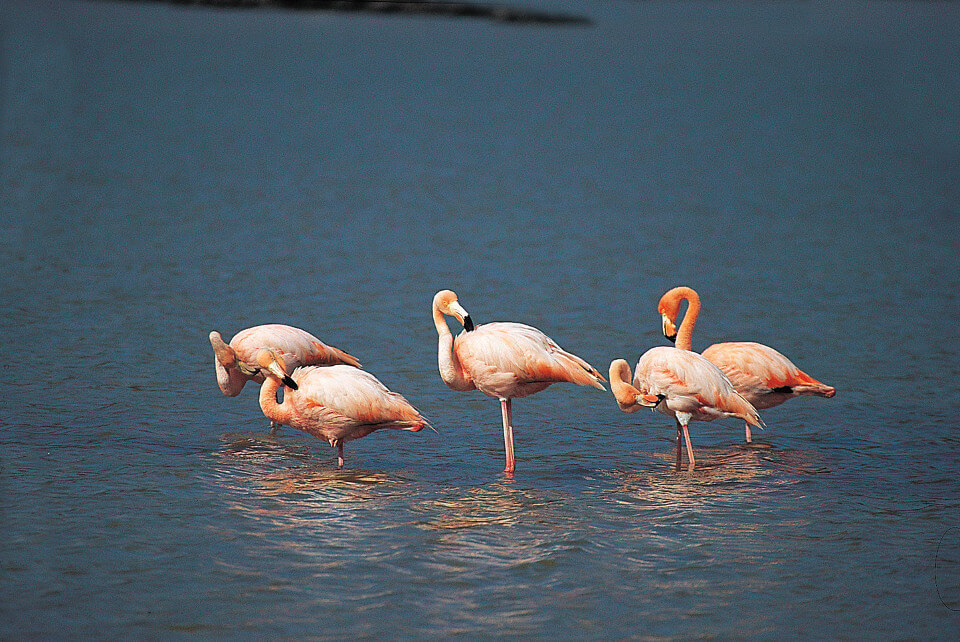 Flamingos courtship group in the Galapagos 