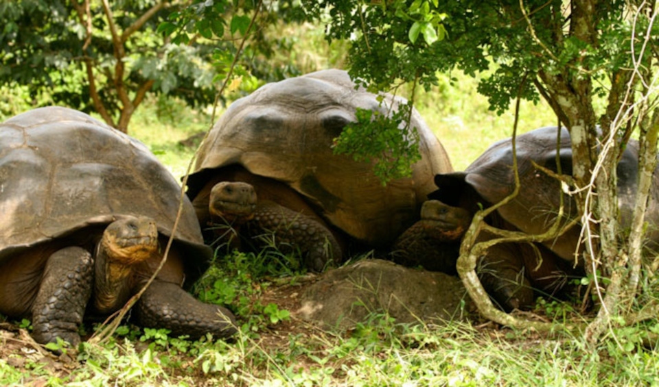 Giant tortoises of the Galapagos islands