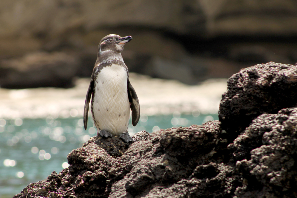 galapagos penguin