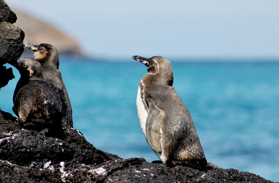 Galapagos islands penguin