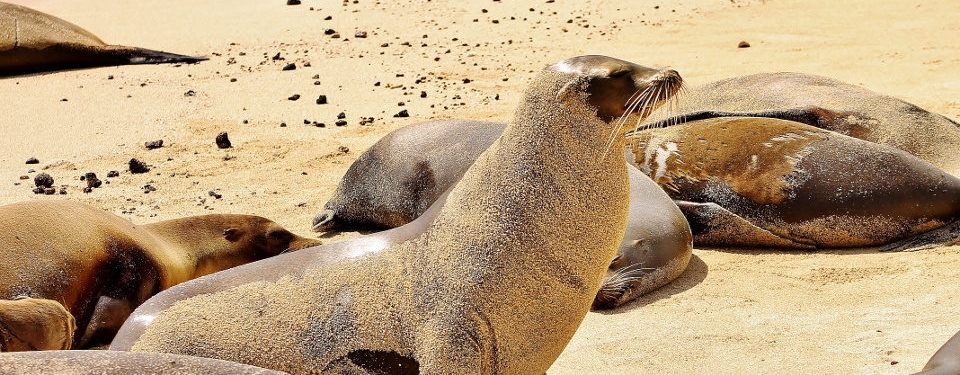 Galapagos Fur Seal or Sea Lion