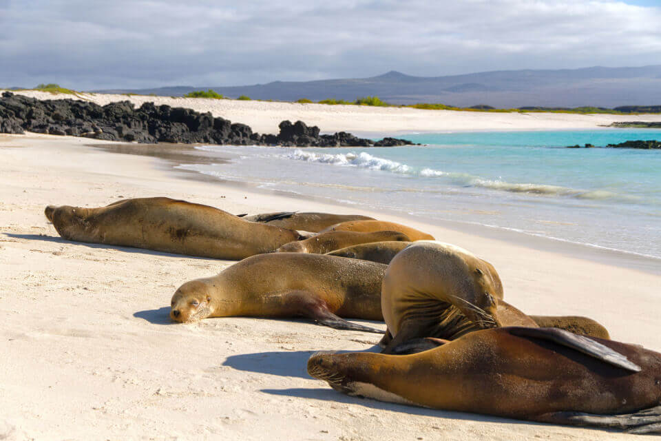 Galapagos sea lions resting on the beach