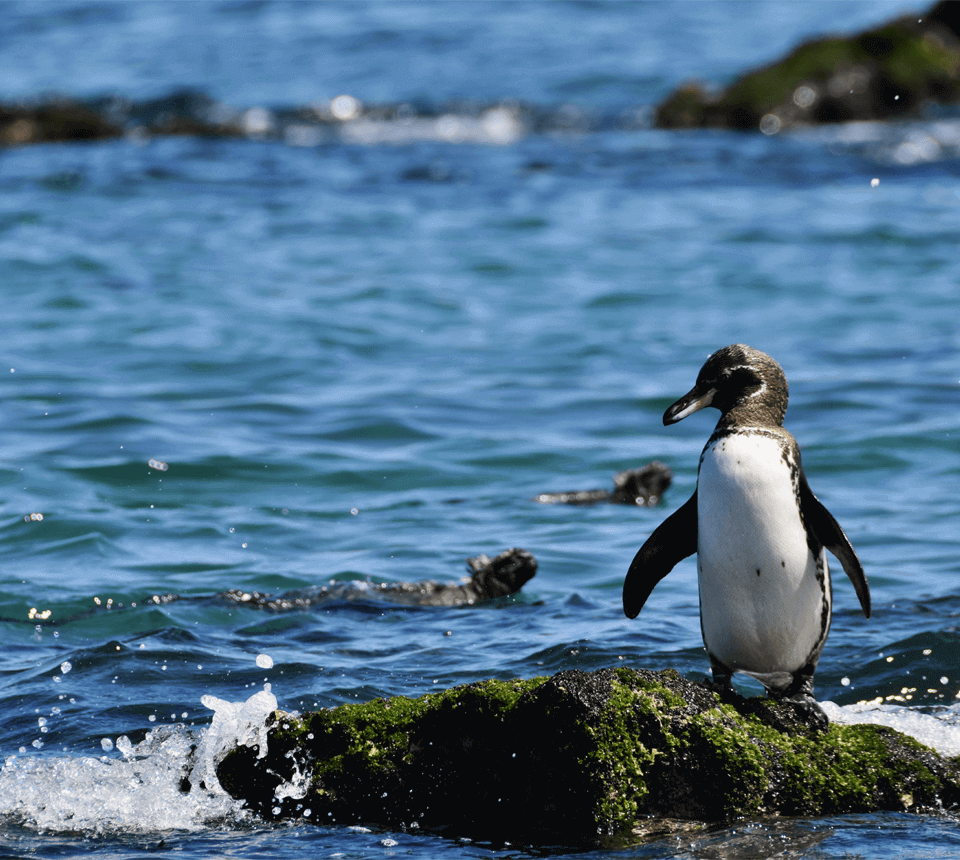 Northern Galapagos islands penguin