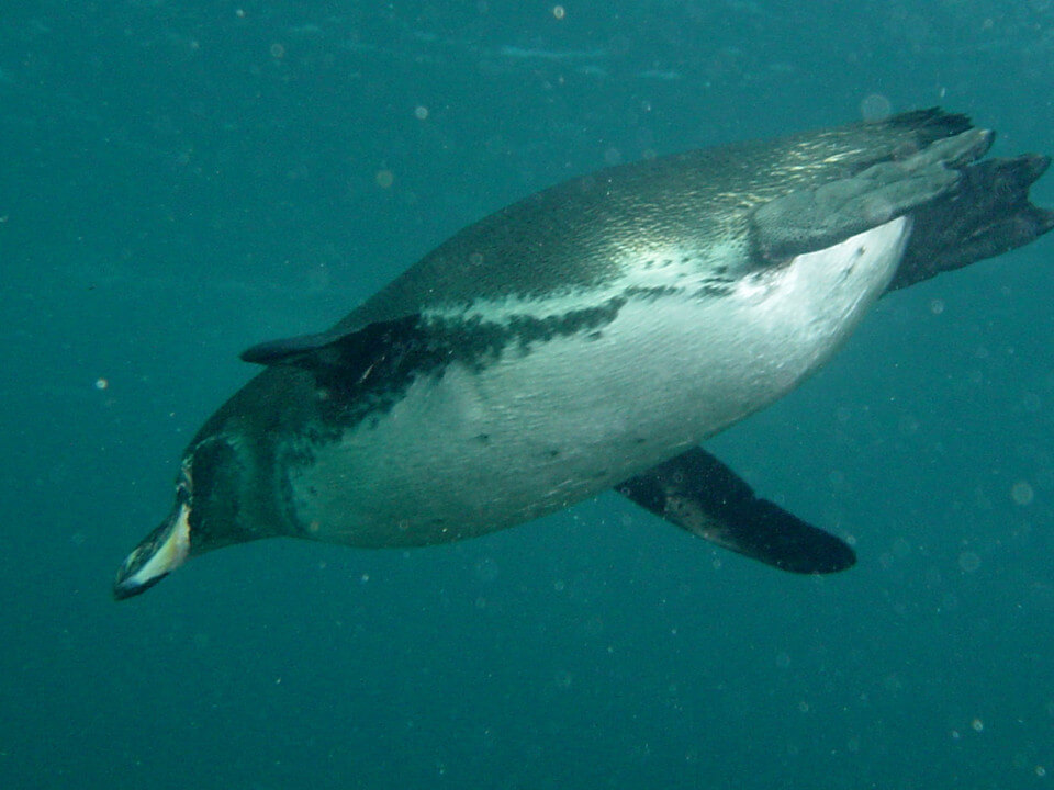 where are penguins found in the galapagos