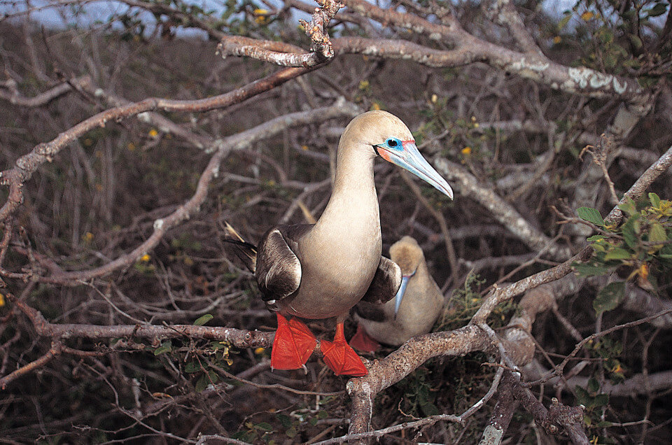 Galapagos red-footed boobies