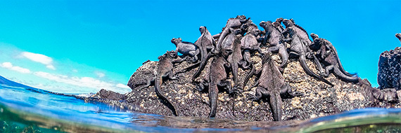 Marine iguanas resting on rocks
