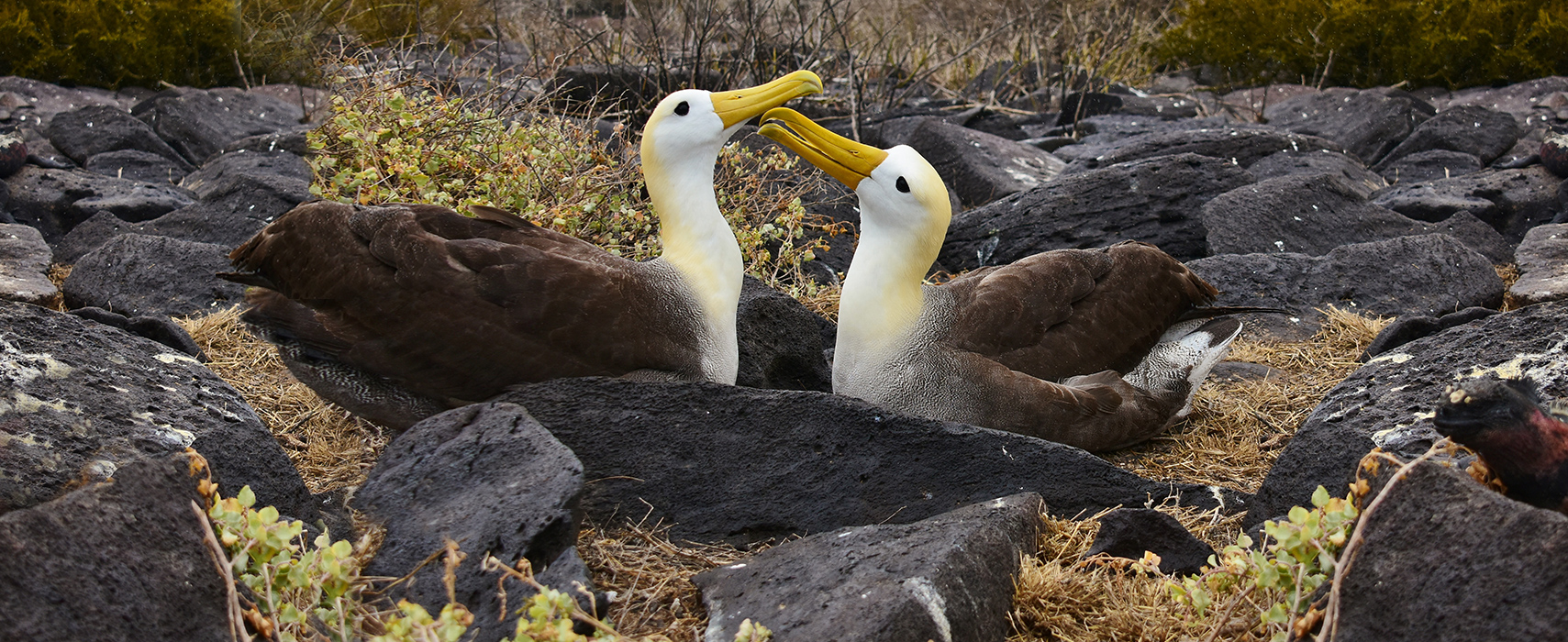Galapagos islands albatross
