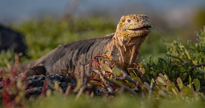 Galapagos species: land iguana