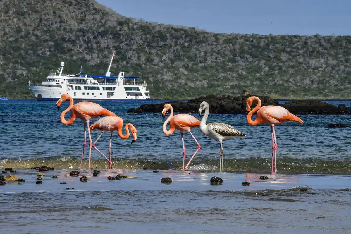 American flamingos in the Galapagos Islands