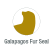 fur seal galapagos