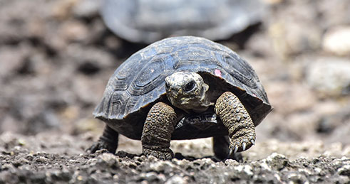 Baby Galapagos giant tortoise