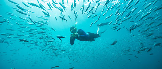 Un esnórquel rodeado de peces en el apacible mundo submarino durante una excursión en el Yate Isabela II.