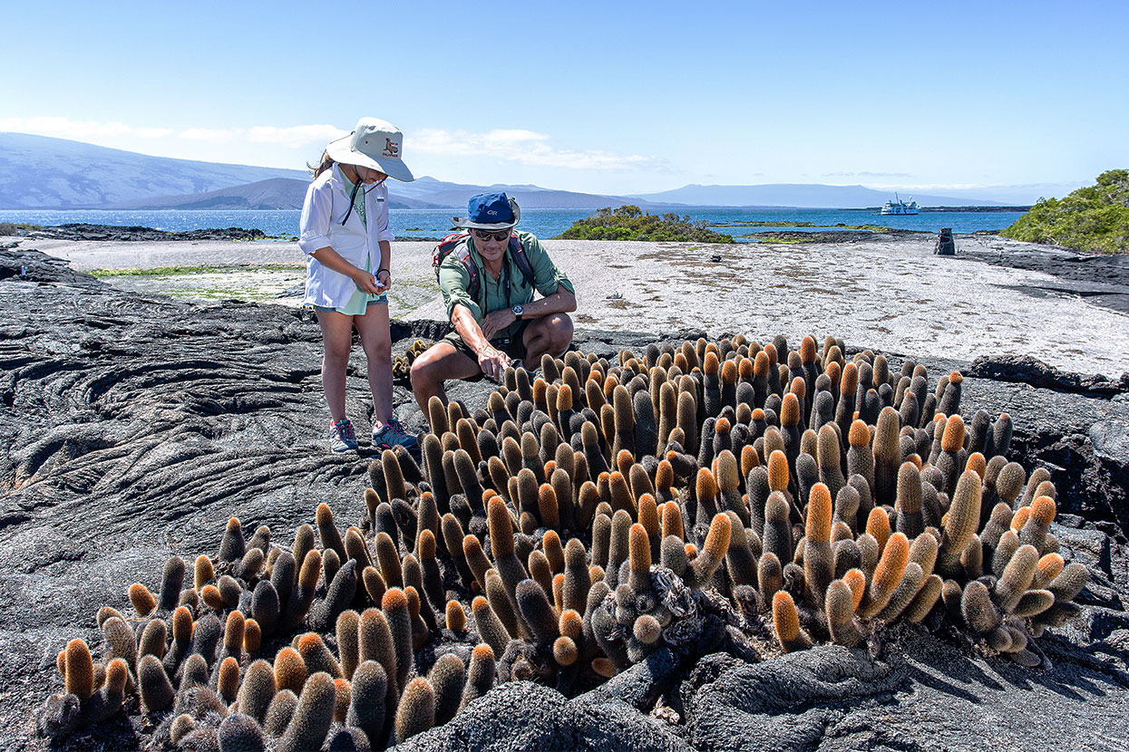 Lava cactus at Galapagos Islands