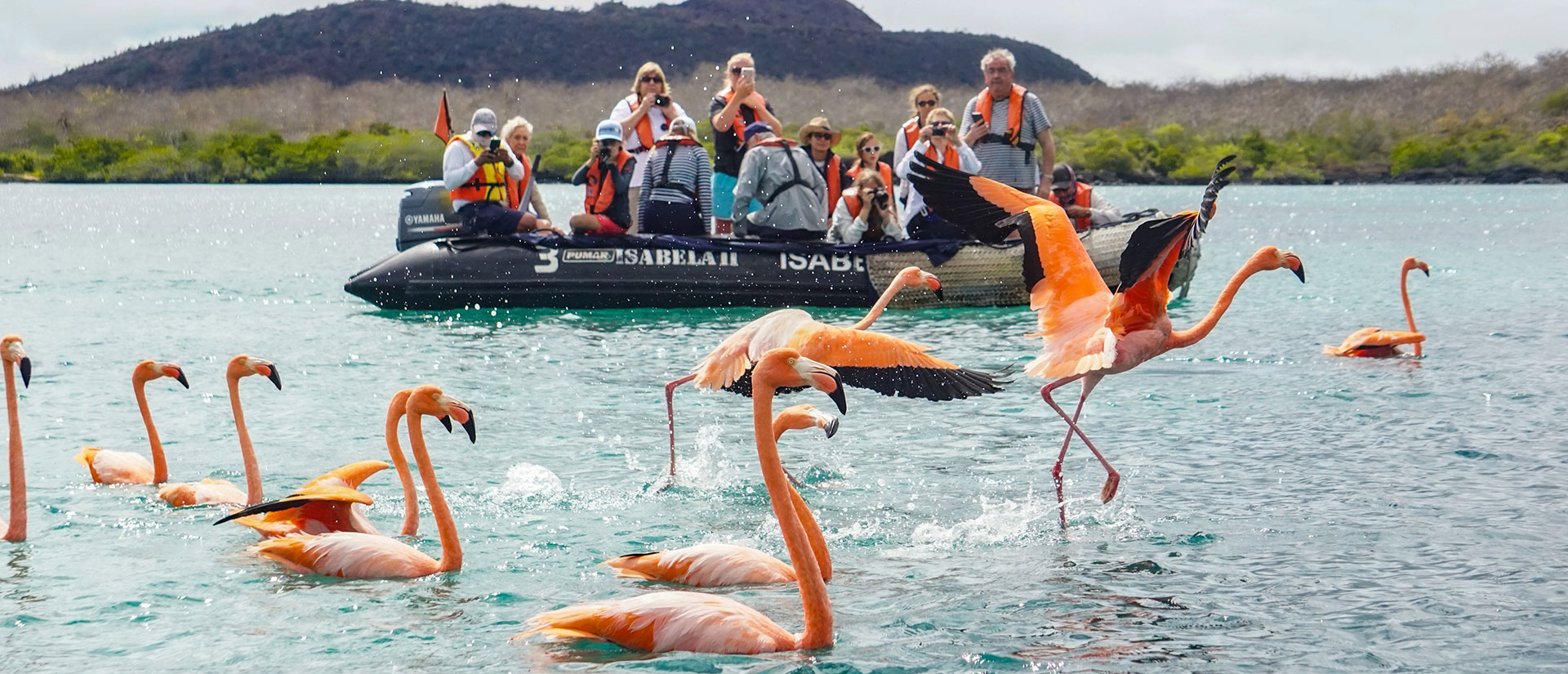 Galapagos flamingos in Floreana Island