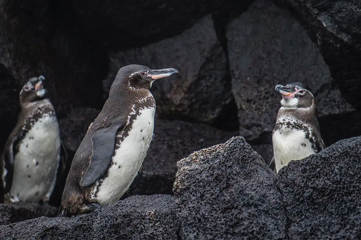 Pingüinos de Galápagos