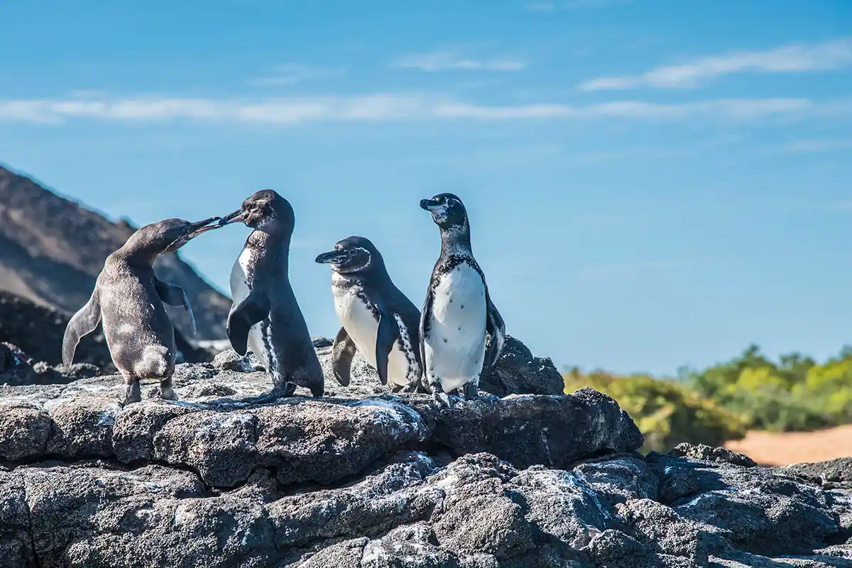 Galapagos penguins on rocky shore, iconic wildlife seen with Yacht Isabela II excursions.