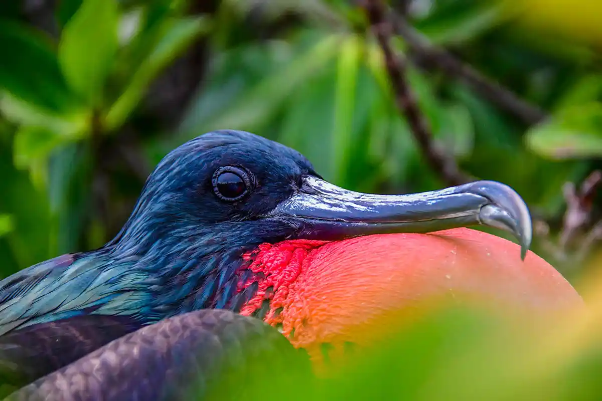Close-up of a Great Frigatebird, seen on Yacht Isabela II tours in the Galapagos