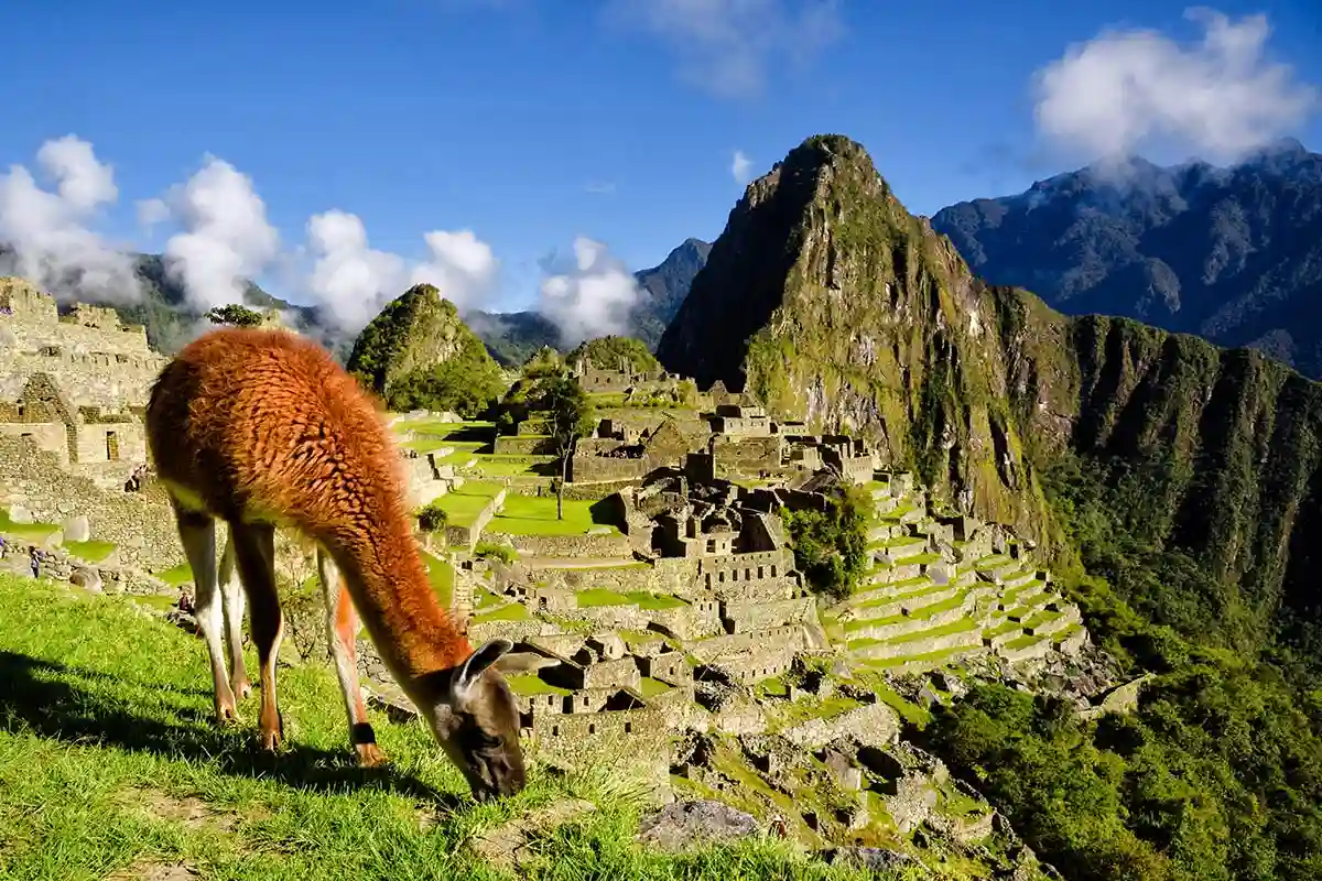 A llama grazing at Machu Picchu, Peru, with the iconic ruins and Yacht Isabela II tour.