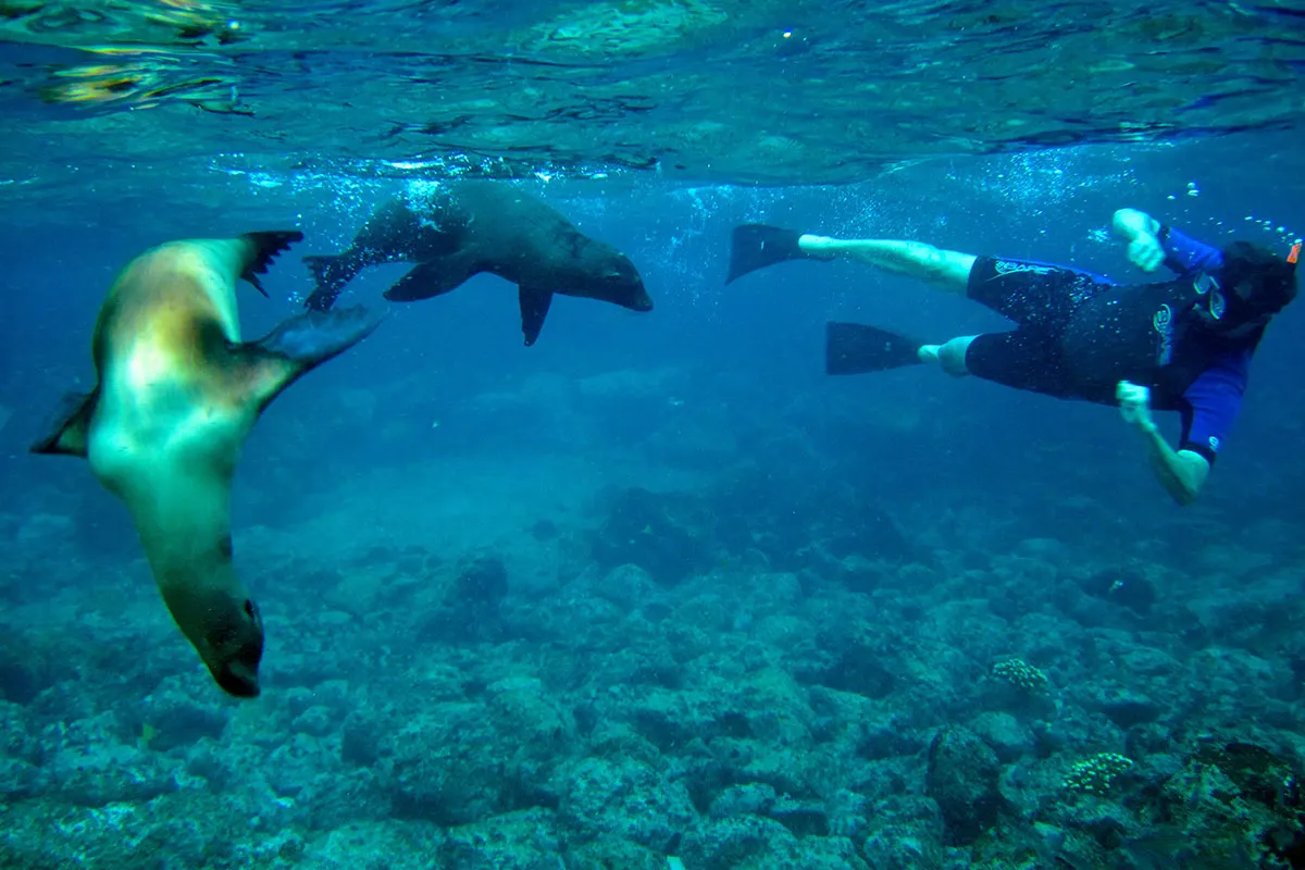Snorkeler encounters playful sea lions in Galapagos, a highlight with Yacht Isabela II.