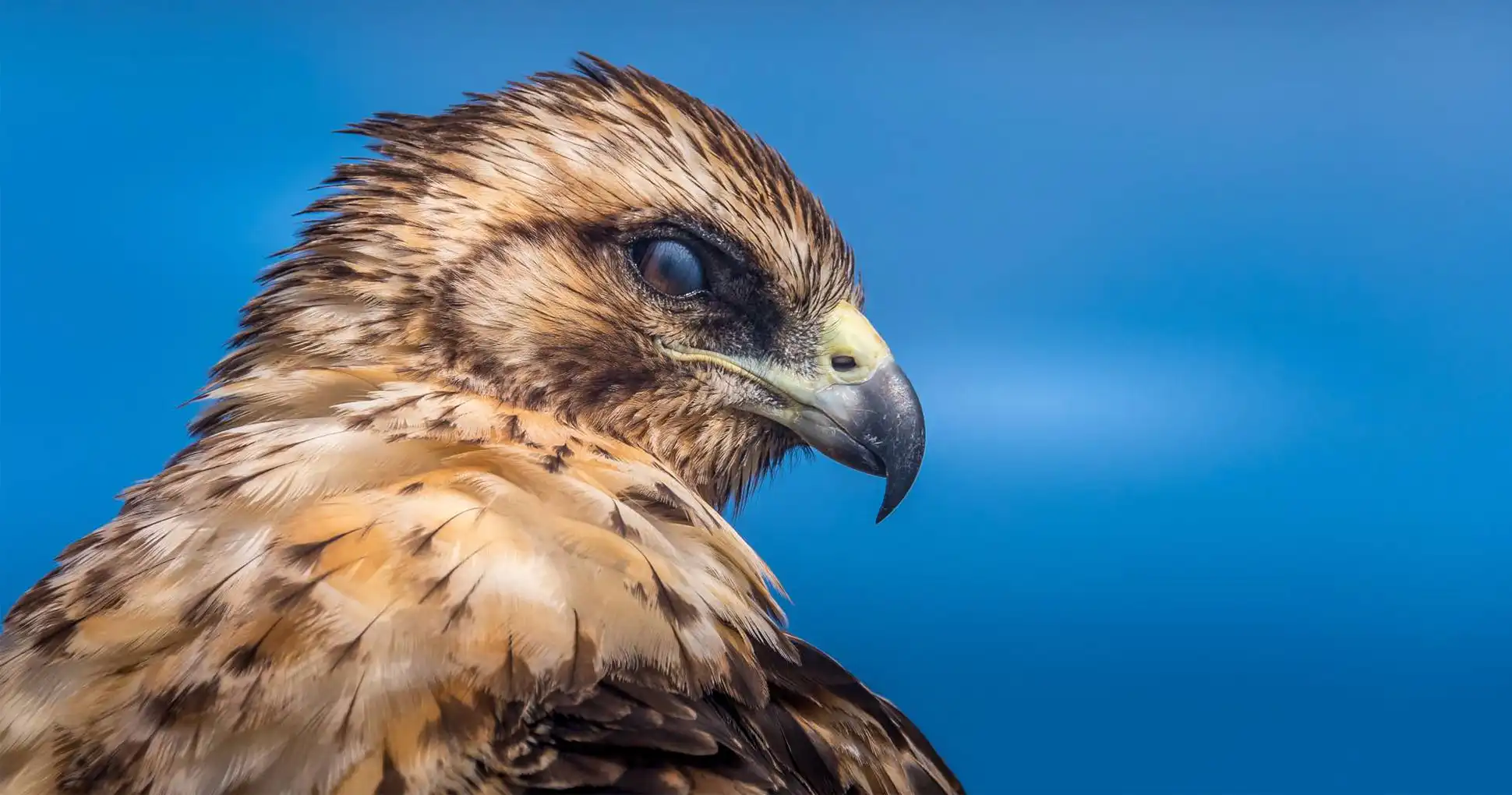 The Galapagos hawk is the only predator in the Islands!