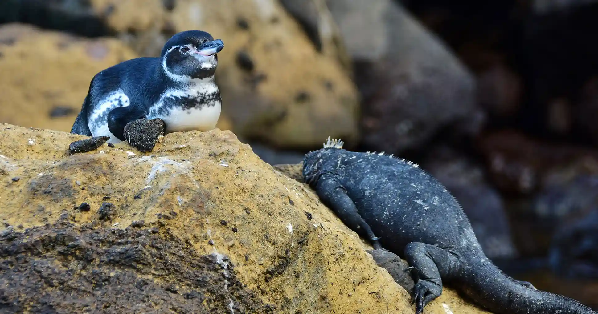 pingüinos de Galápagos.