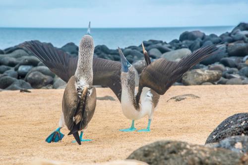 Blue-footed Boobies