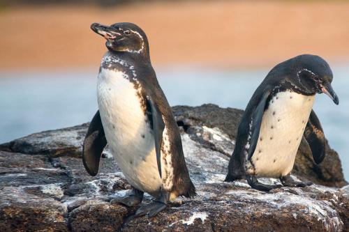Pingüinos de Galápagos